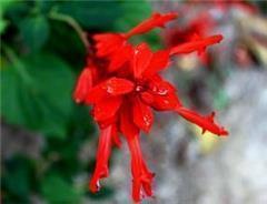 歌唱中国共产党成立100周年长诗歌朗诵稿