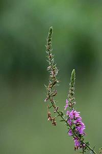 祝福每天开心的生活的句子