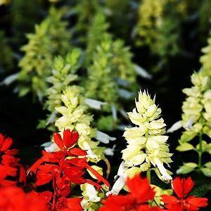 今日大寒朋友圈给爸妈唯美文案