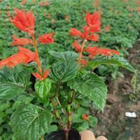 虎年过年句子励志朋友圈文案 朋友圈走心文案范文
