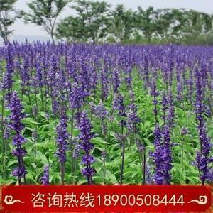关于平安的句子51句