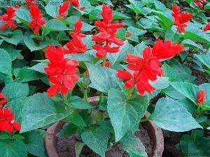 庆祝五四青年节的微信祝福短信推荐71句