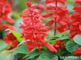 爱你的唯美句子