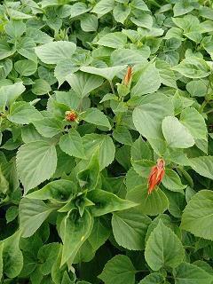 最经典的广告文案(精选71句)