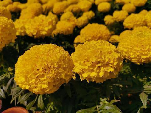 疫情期间短信祝福语_疫情祝福语大全(精选63句)