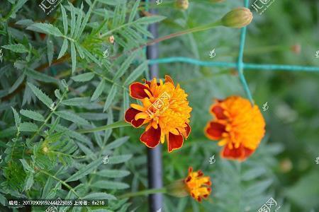 2021夏天很热的文案汇编35句