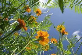 有关海的伤感句子