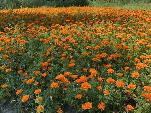 现实扎心的唯美句子