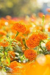 迎接11月您好句子唯美最新(精选84句)