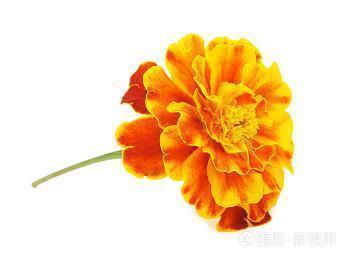 结婚伤感句子说说心情