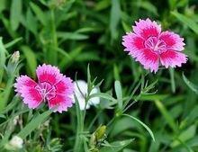 描写梅花的优美句子短句