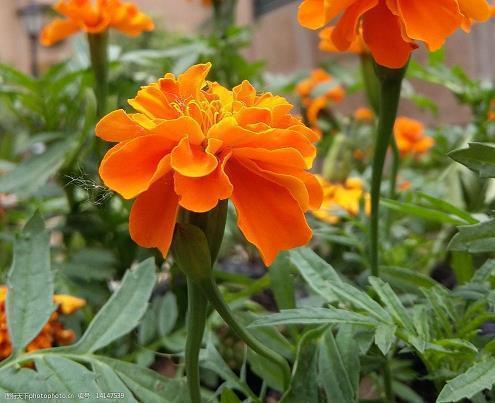 每日朋友圈打卡文案 今日销售语录合集39句