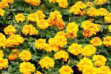 爱情中男人一定要懂的句子