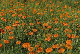 用沾沾自喜造句大全最短