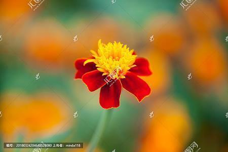 花落成殇伤感句子 花落成殇伤感句子 一颗飘荡的(精选23句)