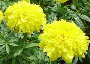 洒脱不羁的古风句子 洒脱随性的古风句子