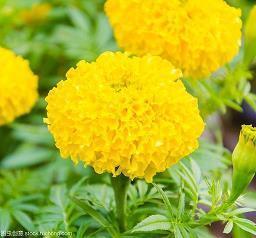 祝福女人越来越开心的句子