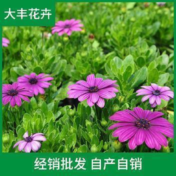 唯美文字说说带图片