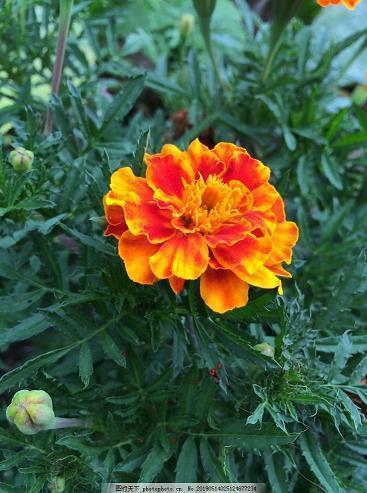 前方的路充满阳光的励志句子40句