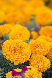 生活需要仪式感的句子(精选38句)