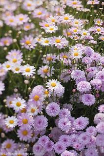 表示事多心烦的句子