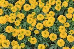 2022虎年春节拜年短信祝福语(精选39句)