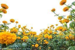 微商发朋友圈的晚安语摘录16句