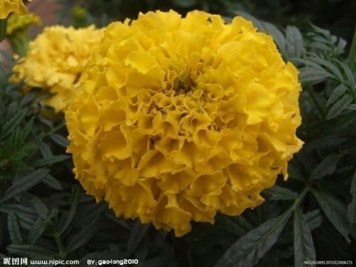 立秋祝福语简短走心句子(精选80句)