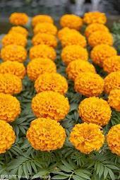 疫情期间送给大家的话(精选37句)