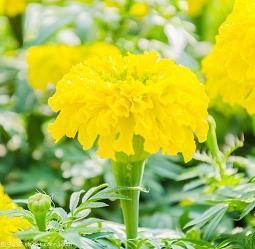 母女平安怎么发朋友圈