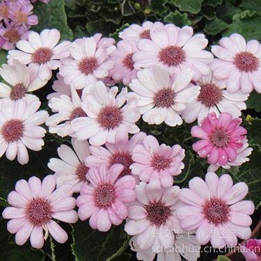 医学院医院科室评语怎么写 医学生科室考核鉴定评语意见