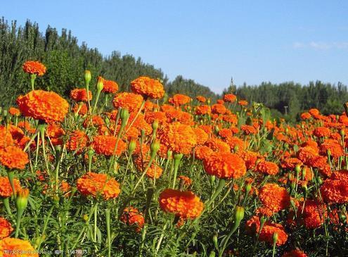金秋时节的句子 关于秋分时节的经典语录(精选46句)