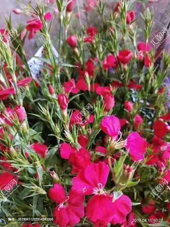 描写烟花的唯美句子41句