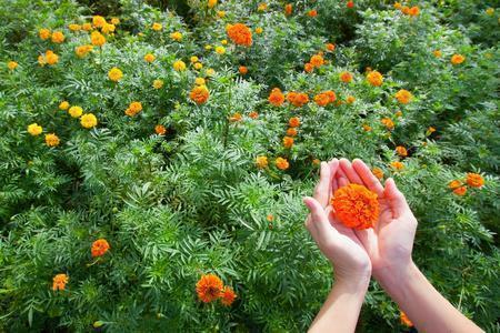 每日晨语早上好朋友圈晨语(精选57句)