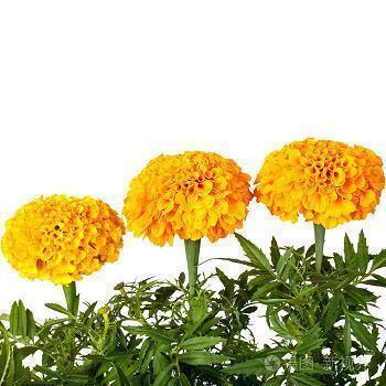 2021年大寒经典的朋友圈走心软文