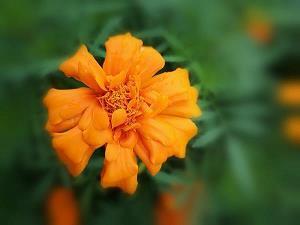 有些事是命中注定句子