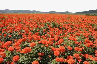 唯美短句 适合清晨发朋友圈吸引人的句子合集32句