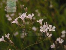 人开心时的样子的句子 开心时的样子