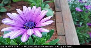 写给妈妈的话唯美简短 感恩妈妈暖心短句