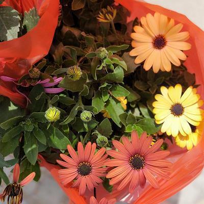 谚语大全 小学一年级有哪些上下册