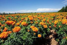 讽刺爱情的经典语句(精选32句)