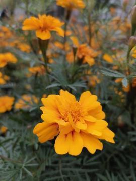 跟男神表白的句子