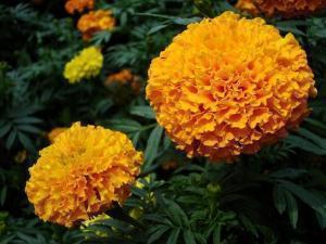 关于圣诞节的搞笑段子 2020圣诞节朋友圈段子搞笑说说37句