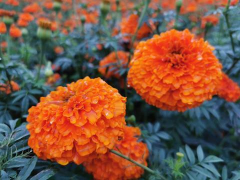 适合发朋友圈的早晨问候语