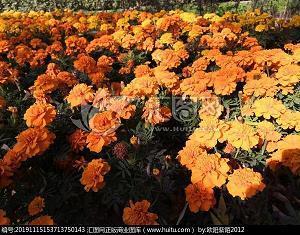 2020圣诞节到了温馨祝福语