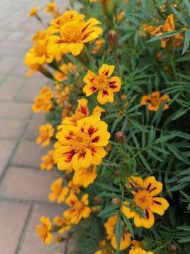 希望最在乎的人一切都好的短句精选32句