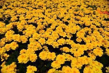 祝福文案高级ins ins温柔文案(精选72句)