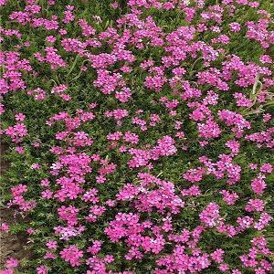 表达对爱人的情话 想做你怀里的猫，连睡觉都是在撒娇