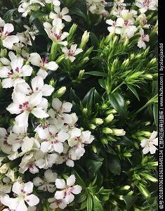 有关思念对方的句子汇编61句