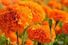 【精品】晚安说说简单气质一句话 最打动人心的晚安说说汇编81句